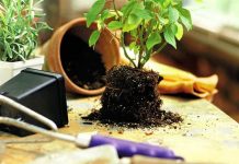 Благоприятное время для пересадки комнатных цветов 27