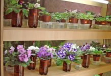 Болезнь цветов комнатных фиалок 46