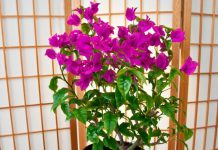 Бугенвиллия цветок уход в домашних 22