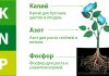 Чем протирать листья комнатных цветов 13