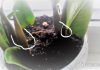 Чесночная вода для комнатных цветов отзывы 116