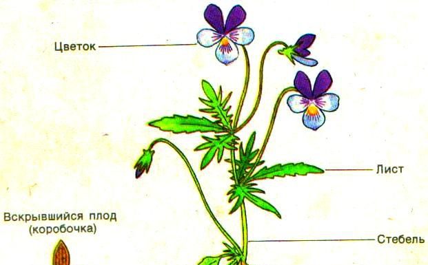 Цвет домашнего вина 72