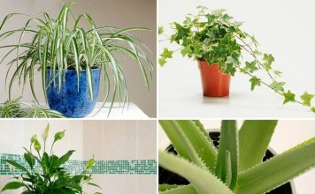 Цветочные домашние растения 192