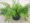Цветок дендробиум нобиле уход в домашних 182