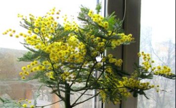 Цветок домашняя сирень 82