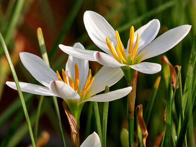 Цветок оленьи рожки уход в домашних 67