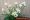 Цветы бывают комнатные и 125