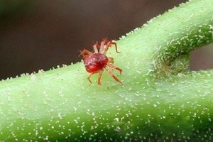 Цветы домашние цветут розовым 22