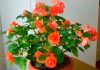 Цветы которые не любят свет комнатные 181