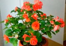 Цветы которые не любят свет комнатные 49