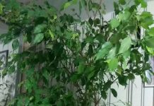 Деревце домашнее растение 145