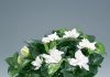 Домашнее растение с белым соком 158