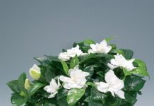 Домашнее растение с белым соком 62
