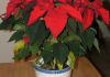 Домашнее растение с красными листьями 5
