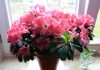 Домашние цветы которые цветут круглый 186