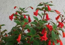 Домашние цветы лианы 58