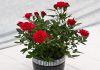 Домашние цветы лилии в горшках 123