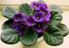 Домашние цветы маленькие цветочки 78