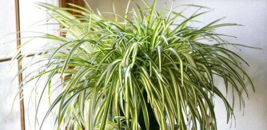 Домашние цветы подарок 144