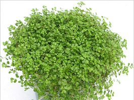 Домашние цветы с мелкими листочками 69