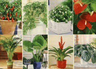 Домашние цветы ядовитые для кошек 119