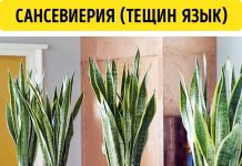 Домашние растения любящие свет 26