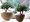 Домашний цветок дерево любви 172