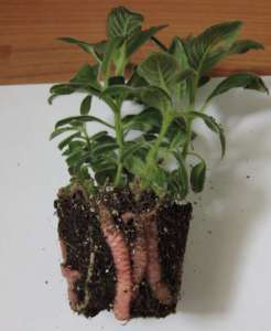 Домашний цветок колокольчиками цветет название 36