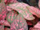 Домашний цветок с резными листьями 139