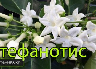 Домашний цветок с запахом жасмина 82