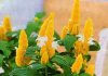 Домашний цветок желтого цвета название 33