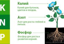 Эпин экстра для комнатных цветов 149