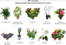 Имена домашних цветов 127