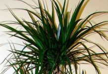 Как называется комнатный цветок похожий на пальму? 28