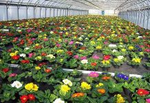 Как выращивать цветы в домашних условиях? 184