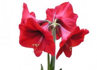 Какие домашние растения вредные? 39