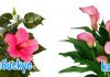 Какие комнатные цветы подходят по знаку зодиака? 9