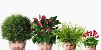 Какие комнатные цветы подходят по знаку зодиака? 26