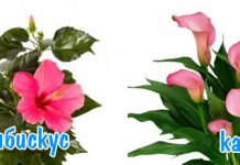 Какие комнатные цветы подходят по знаку зодиака? 194