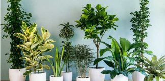 Какие комнатные цветы желательно для квартиры? 97