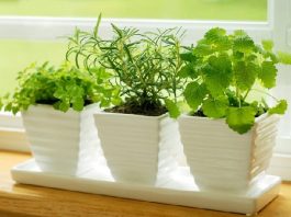 Какие комнатные цветы желательно для квартиры? 169