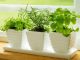 Какие комнатные цветы желательно для квартиры? 176