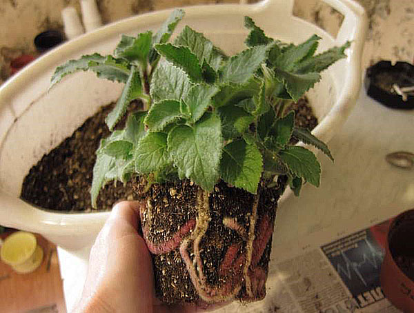 Какой домашний цветок подарить мужчине? 3