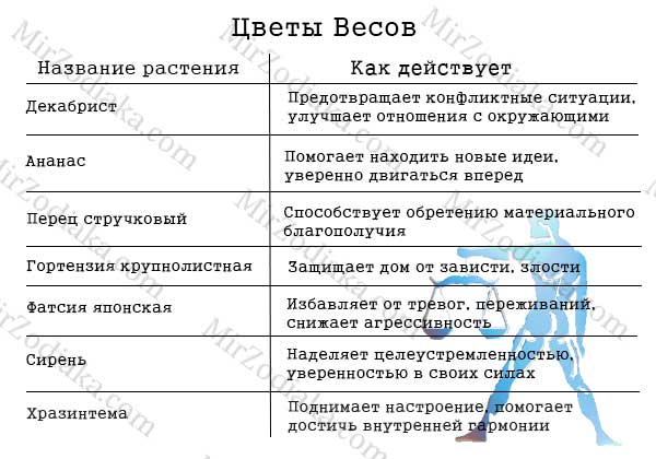 Какой комнатный цветок подходит весам? 50