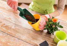 Какой сегодня день для пересадки комнатных цветов? 42