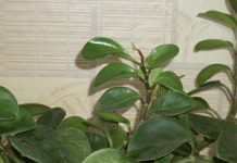Калачик комнатный цветок 128