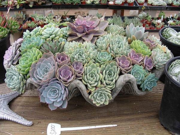 Кофе комнатное растение уход в домашних 144