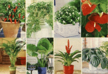 Комнатные цветы аллергия 185