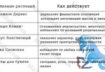 Комнатные цветы для темных помещений 121