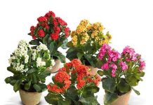 Комнатные цветы каланхоэ уход 102